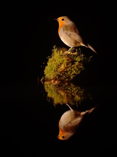 Reflejo en la oscuridad