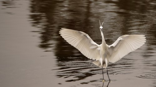 La bienvenida de la garceta