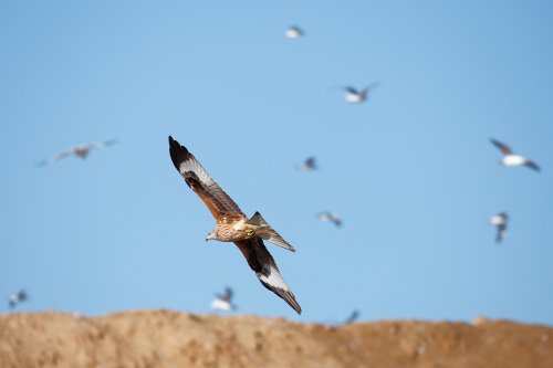 Milano real en Pinto