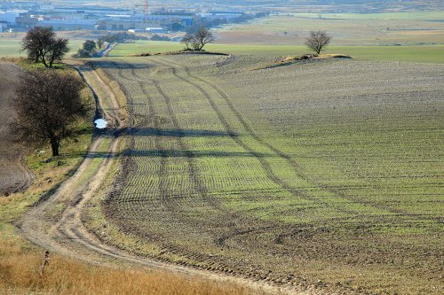 Camino de los almendros