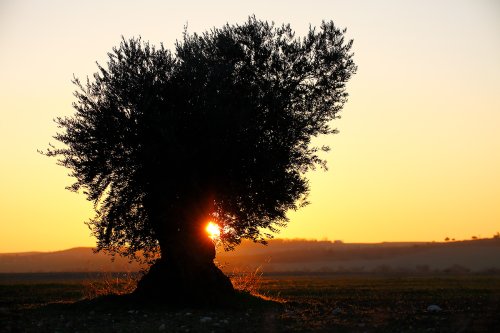 Olivo - contraluz