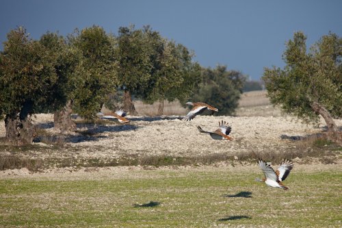 Avutardas en vuelo