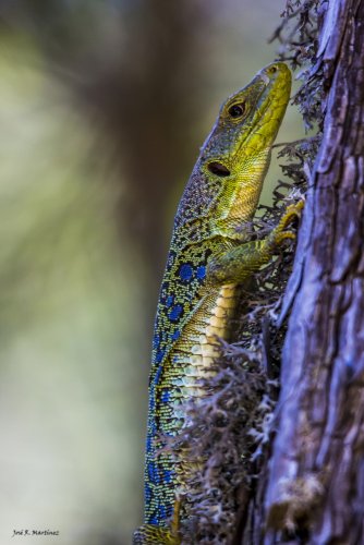 LAGARTO