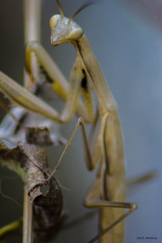 MANTIS