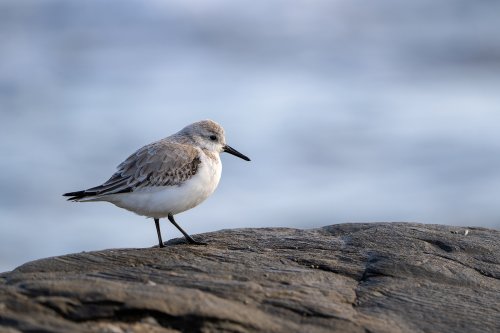 Correlimos tridactilo