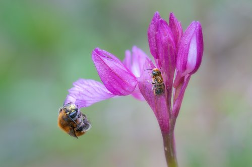 Papilonacea con inquilinos