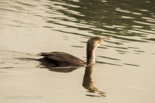 El baño del cormorán