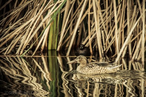 Vaya pata por mi patio
