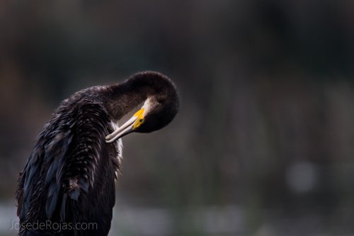 Acicalándose el cormorán