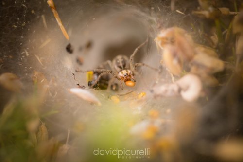 Spider at home 
