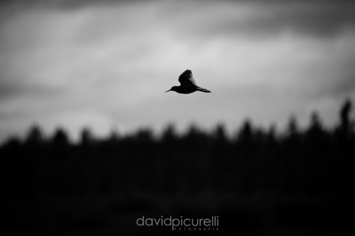 Flying silhouette