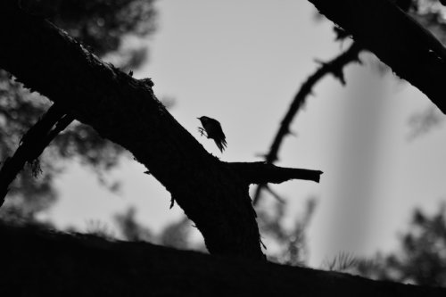 El duendecillo del bosque