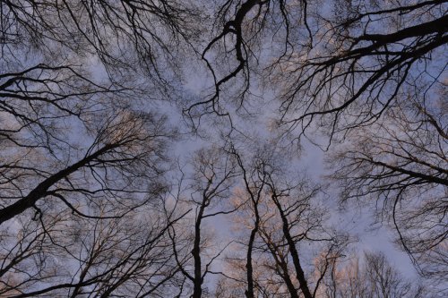 El sabor de un bosque invernal