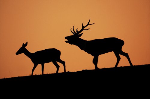 La berrea del ciervo