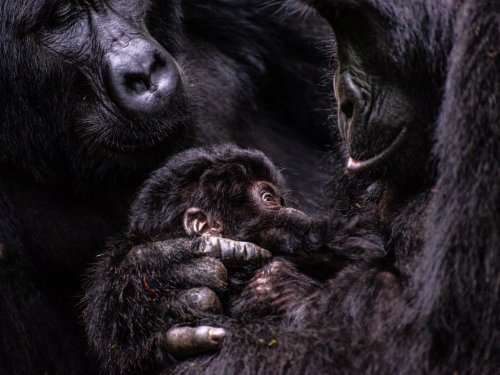 Welcome to the Jungle