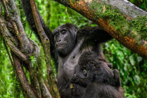 Climbing with Mom