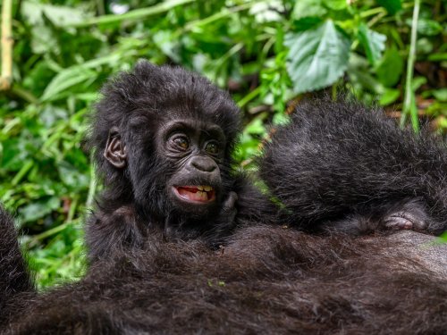 The Best Smile in Bwindi