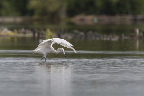 Garza blanca