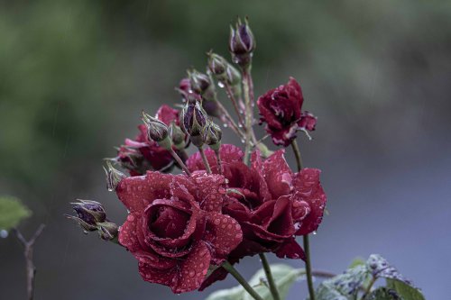 Rosas bajo la lluvia