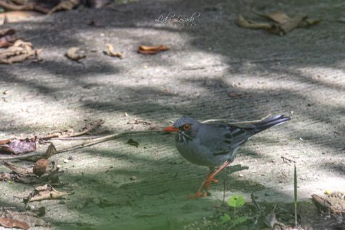 red legged thrush