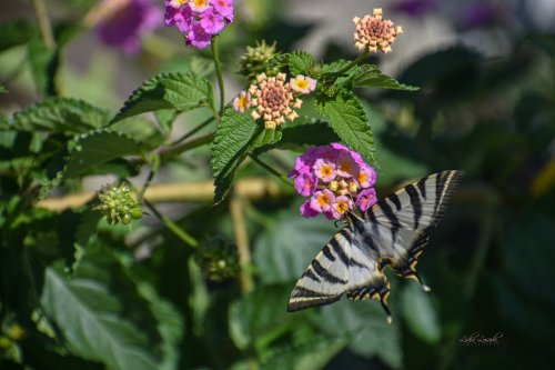 western tiger swallowtail