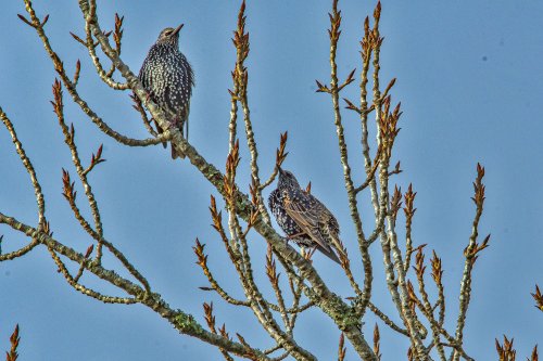 European Starling Sturnus vulgaris