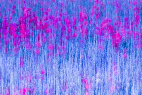 Amapolas surrealistas