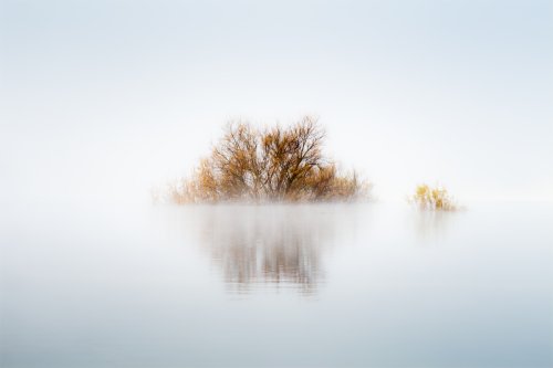 La estrella del pantano