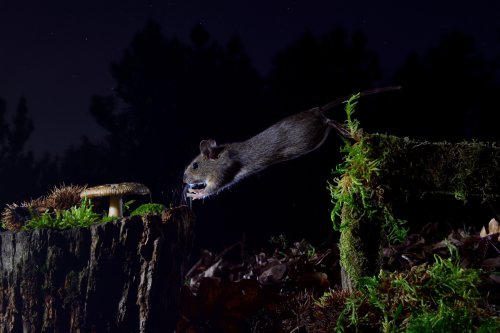 Ladrón de castañas