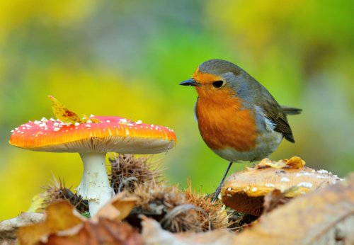 Encuentros de Otoño