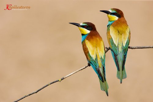 Colores de primavera