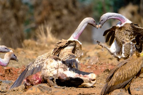 Carroñada de buitres 