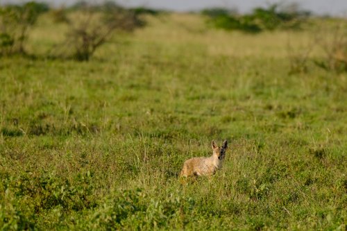 Chacal en la sabana 