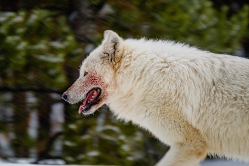 La última loba blanca