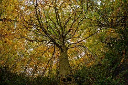 El refugio de los Druidas