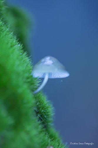 La Lamparita del bosque