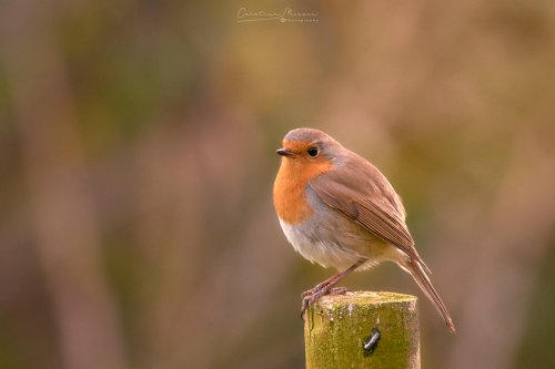 Petirrojo europeo, Erithacus rubecula.