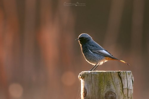 Colirrojo tizón, Phoenicurus ochruros.