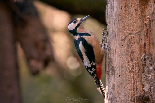 Pico picapinos, Dendrocopos major.
