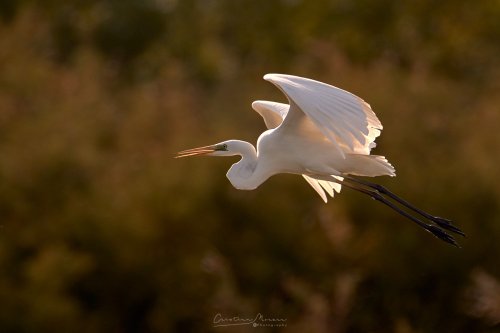 Garceta grande, Egretta alba.