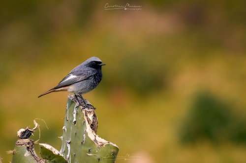 Colirrojo tizón, Phoenicurus ochruros.