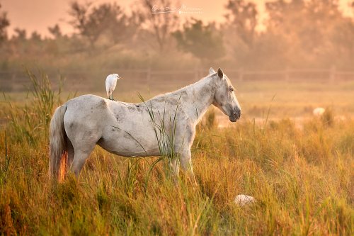 Garcilla bueyera, Bubulcus ibis.