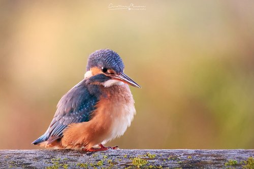 Martín pescador, Alcedo atthis.