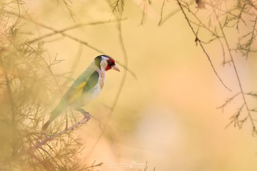 Jilguero europeo, Carduelis carduelis.