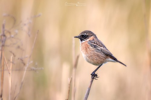 Tarabilla europea, Saxicola rubicola.