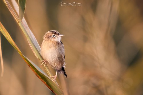 Cisticola buitron, Cisticola juncidis.