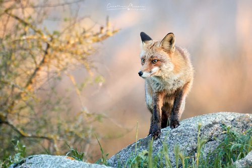 Zorro comun, Vulpes vulpes.