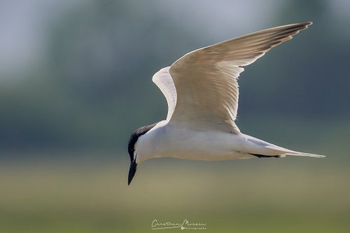 Pagaza piconegra, Gelochelidon nilotica.