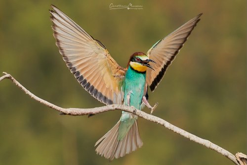 Abejaruco europeo, Merops apiaster.
