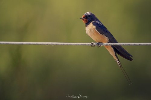 Golondrina comun, Hirundo rustica.